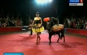 Санкт-Петербургский цирк-шапито «Империалъ» продлил гастроли в Северной Осетии до 23 июня