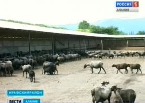 В Северной Осетии планируется увеличить поголовье овец с 80 до 100 тысяч