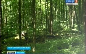 В Северной Осетии возобновят популяцию элитного красного дуба