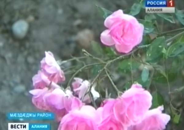 К 100-летию школы в станице Черноярской появился розарий