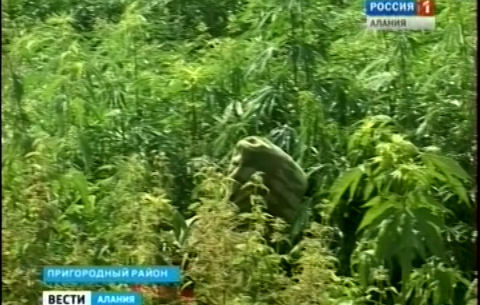 В Пригородном районе Северной Осетии уничтожено около трех тонн конопли