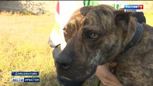 Нæ республикæйы 5 азы кусы клуб «Ирон дог»