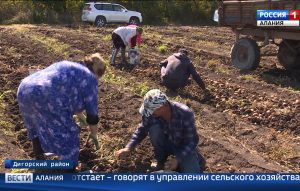 В Дигорском районе выдался урожайный год