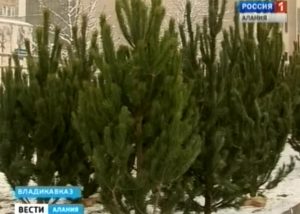 Правоохранительные органы Северной Осетии борются с незаконной вырубкой и продажей хвойных деревьев