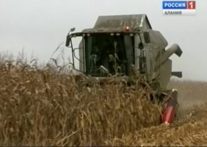 В Правобережном районе Северной Осетии завершается уборка урожая кукурузы