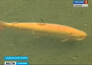В водоемы Северной Осетии выпустили мальков каспийского лосося