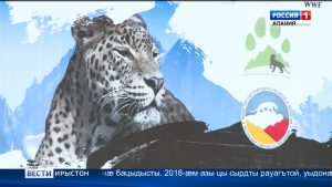 Цæгат Ирыстоны дарддæр цæстдард цæуы, фарон Сочийы леопардты хуыз парахат кæныны центрæй цы сырдты сластой, æмæ æрдзы хъæбысмæ кæй ауагътой, уыдоны хъысмæтмæ