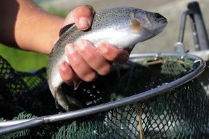 В Северной Осетии планируют к 2025 году увеличить производство рыбы в 30 раз