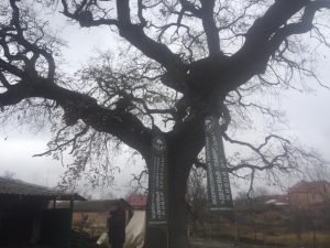 Ардонский старовозрастной дуб получил статус Памятника живой природы
