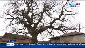 247 азы кæуыл цæуы, ахæм тулдз ис Æрыдоны