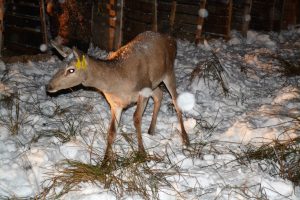 В Северной Осетии выпустят 10 европейских благородных оленей
