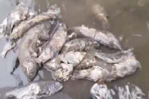 Инспекторы Минприроды республики проверяют информацию о массовой гибели рыбы в Тереке