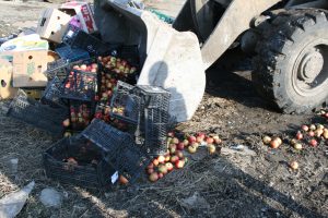 Во Владикавказе уничтожили 700 кг санкционных яблок