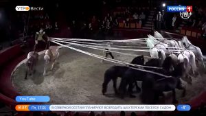 «Джигиты Осетии» завоевали «серебро» 13-го Международного фестиваля циркового искусства