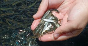 В Северной Осетии в реку Терек выпустили 85 тыс. мальков каспийского лосося
