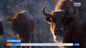 В Северной Осетии продолжается зимний учет зубров