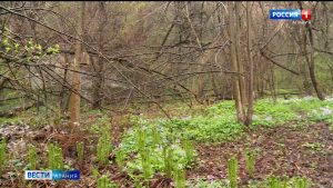 Конституцийы ивддзинæдтæ баст уыдзысты æрдз æмæ цæрæгойтæ бахъахъхъæнынимæ дæр