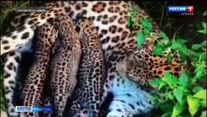 Сочийы центрæй раззагазиаг леопардтæ хъæддаг æрдзмæ рауадзын фæнд кæнынц августы