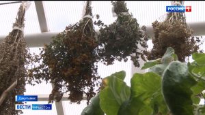 Цæгат Ирыстоны нысан кæнынц дзæбæхгæнæн кæрдæджытæй хомаг аразын райдайын