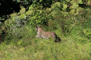 Выпущенные в Турмонский заказник переднеазиатские леопарды продолжают осваивать территорию