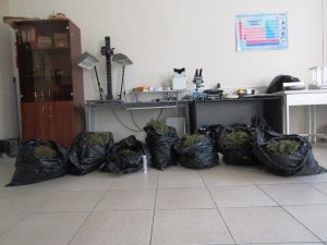 У жителя Владикавказа изъяли 13 кг марихуаны