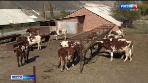 В Северной Осетии растет производство молока и мяса всех видов