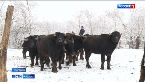 Фермер из Северной Осетии больше 20 лет занимается разведением буйволов