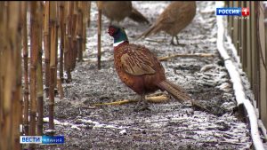 Республикон фазандон æрвылаз æрдзмæ рауадзы сæдæгай маргъы