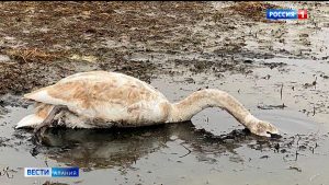Причиной гибели лебедей в Моздоке могли стать погодные условия — орнитолог