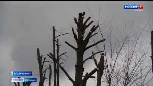 Жители Владикавказа жалуются на грубую обрезку деревьев
