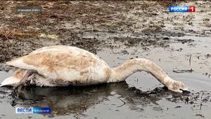 В лабораторных пробах, взятых у погибших в Моздоке лебедей, обнаружили птичий грипп