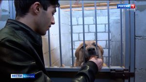 Студенты ВТЭТ передали корм и медикаменты для бездомных собак, находящихся в городском приюте