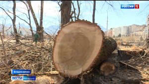 В администрации Владикавказа обсудили наболевший вопрос кронирования и спила деревьев в центре города