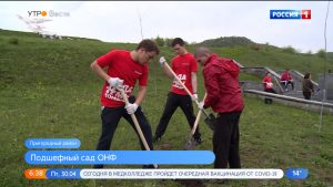 Команда «Молодежки ОНФ» благоустроила дубовую аллею вблизи памятника жертвам ледника Колка