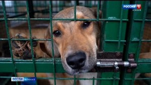 Во владикавказском питомнике начали проводить стерилизацию и чипирование бездомных собак