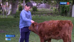 Семья из Красногора смогла приобрести коров, заключив соцконтракт по программе «Борьба с бедностью»