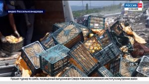 Около трех тонн санкционных яблок из Польши было уничтожено во Владикавказе
