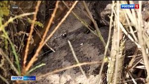 Жители Северной Осетии стали часто сталкиваться со змеями