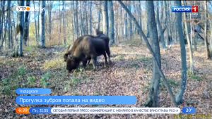 Прогулка зубров в Северо-Осетинском заповеднике попала на видео