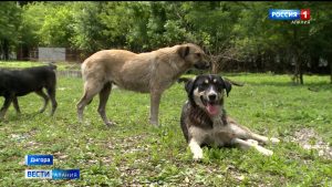 Жителей Дигорского района беспокоят стаи бродячих собак