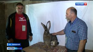 Кролиководы из регионов СКФО собрались на форуме в Северной Осетии