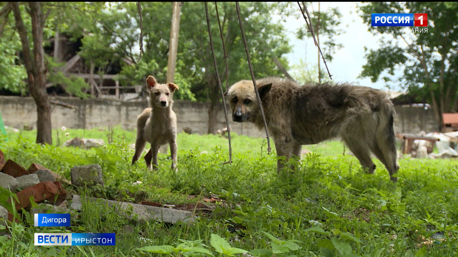 МВД Северной Осетии проверит информацию об отравлении бездомных собак Моздоке