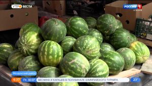 В Моздокском районе собрали первый урожай арбузов в этом сезоне