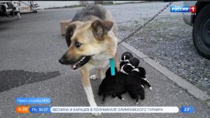 Сотрудники МЧС спасли щенков из дренажной трубы в Центральном парке Владикавказа