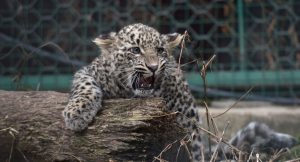 Новорожденных леопардов Сочинского нацпарка могут выпустить в Осетии