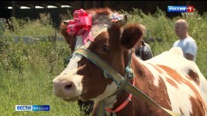 Пять многодетных и малоимущих семей в Северной Осетии получили коров в рамках всероссийской акции