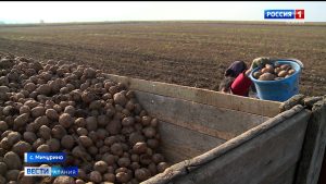 Цены на картофель вызвали недовольство жителей Северной Осетии