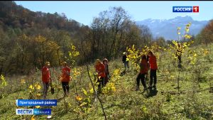 Северная Осетия стала первым субъектом в СКФО, в котором стартовала всероссийская акция “Сохраним лес”