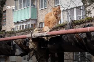 ОНФ оценил протяженность теплопроводов с поврежденной изоляцией в Северной Осетии: единицей измерения стали бездомные коты
