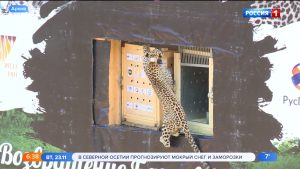 Следы леопарда Волны обнаружили на территории нацпарка «Приэльбрусье»